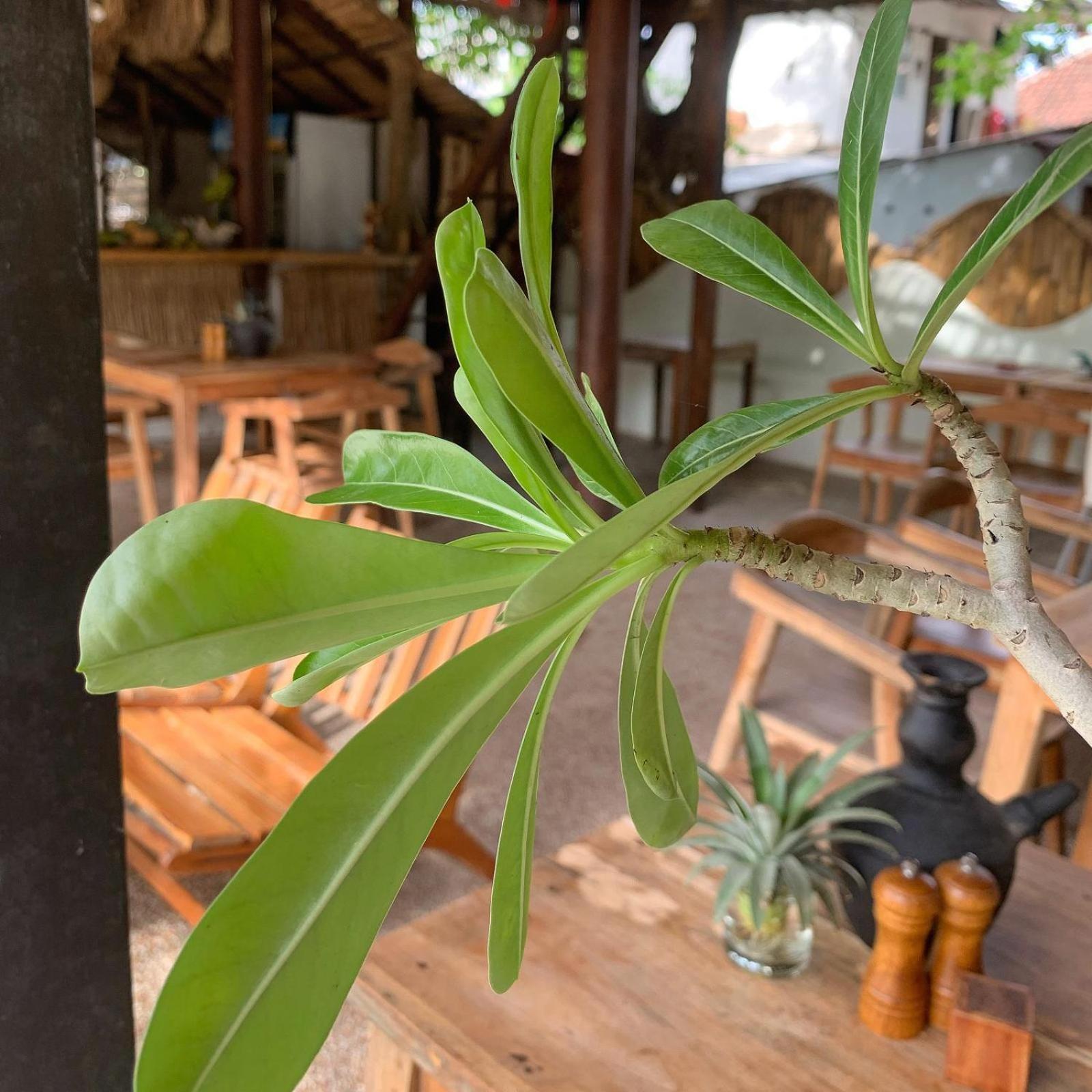 Jungalow 吉利特拉旺安 外观 照片